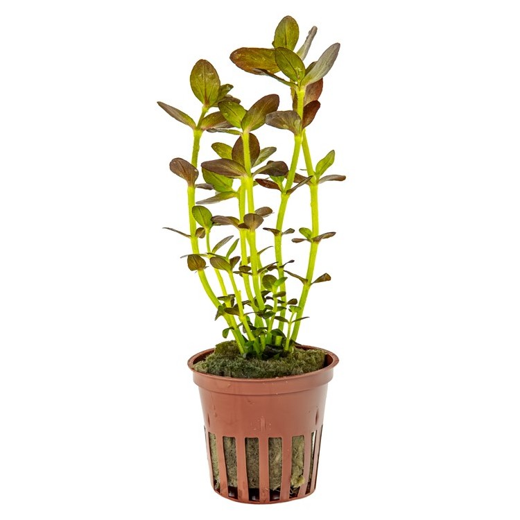 Planta acvariu Tropica Bacopa salzmannii 'Purple' - imagine 5